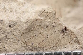 Media type: image;   Entomology PALE-3072